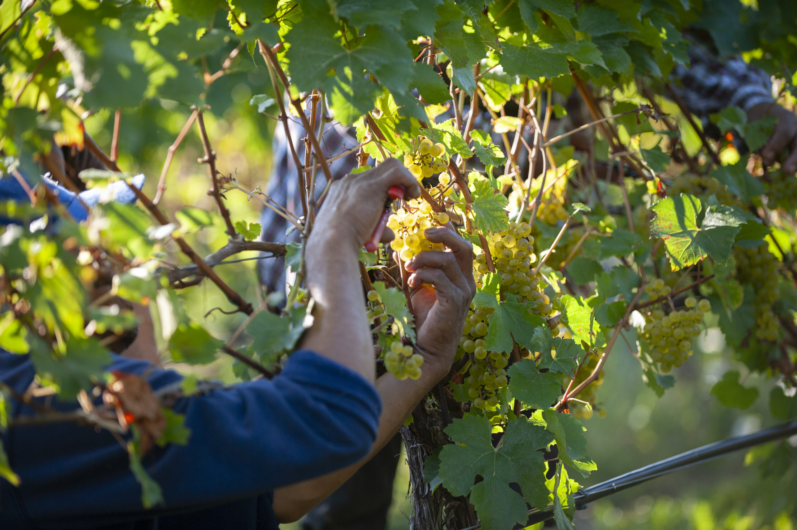 Hands Around Chardonnay Cluster