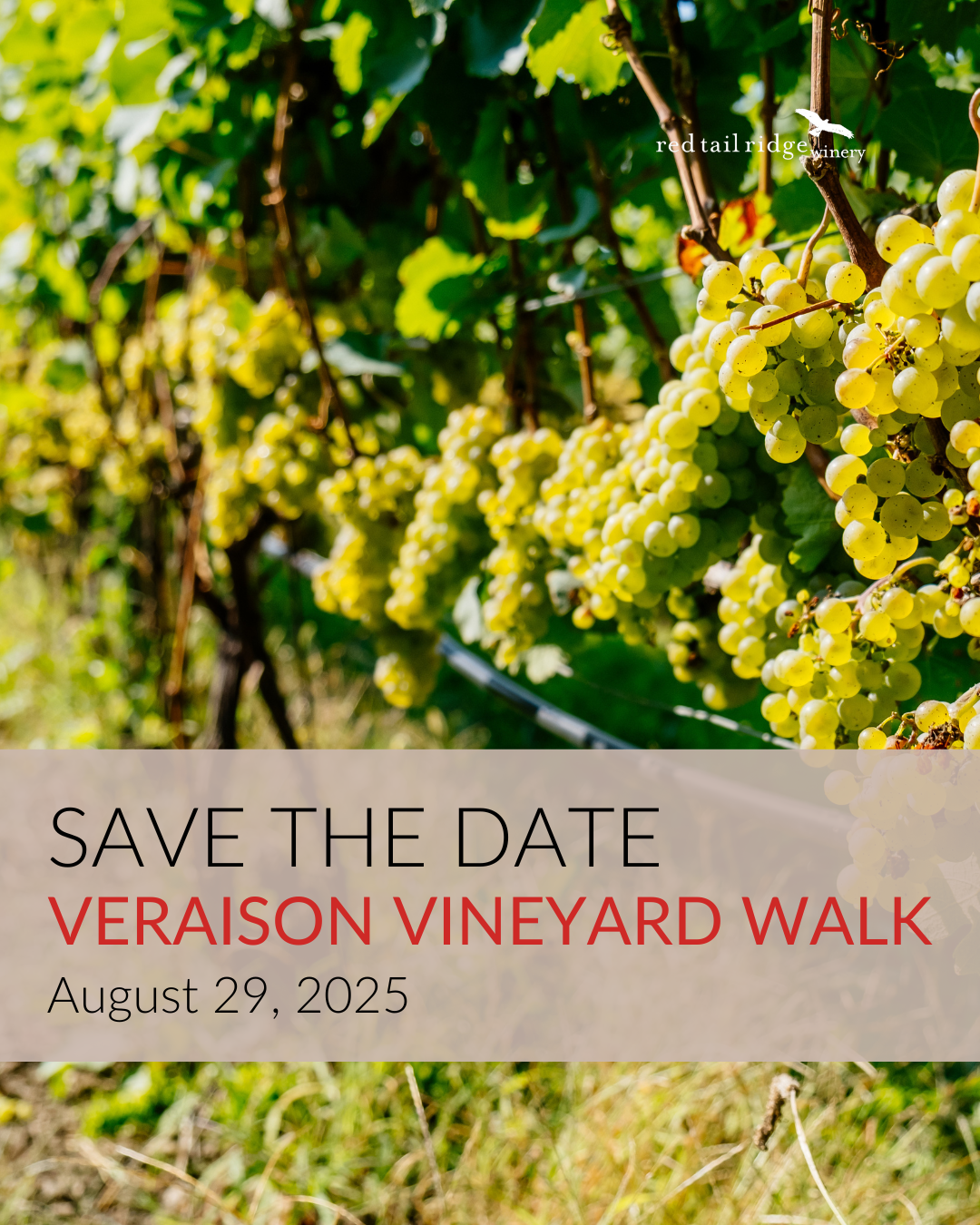 Veraison Vineyard Walk