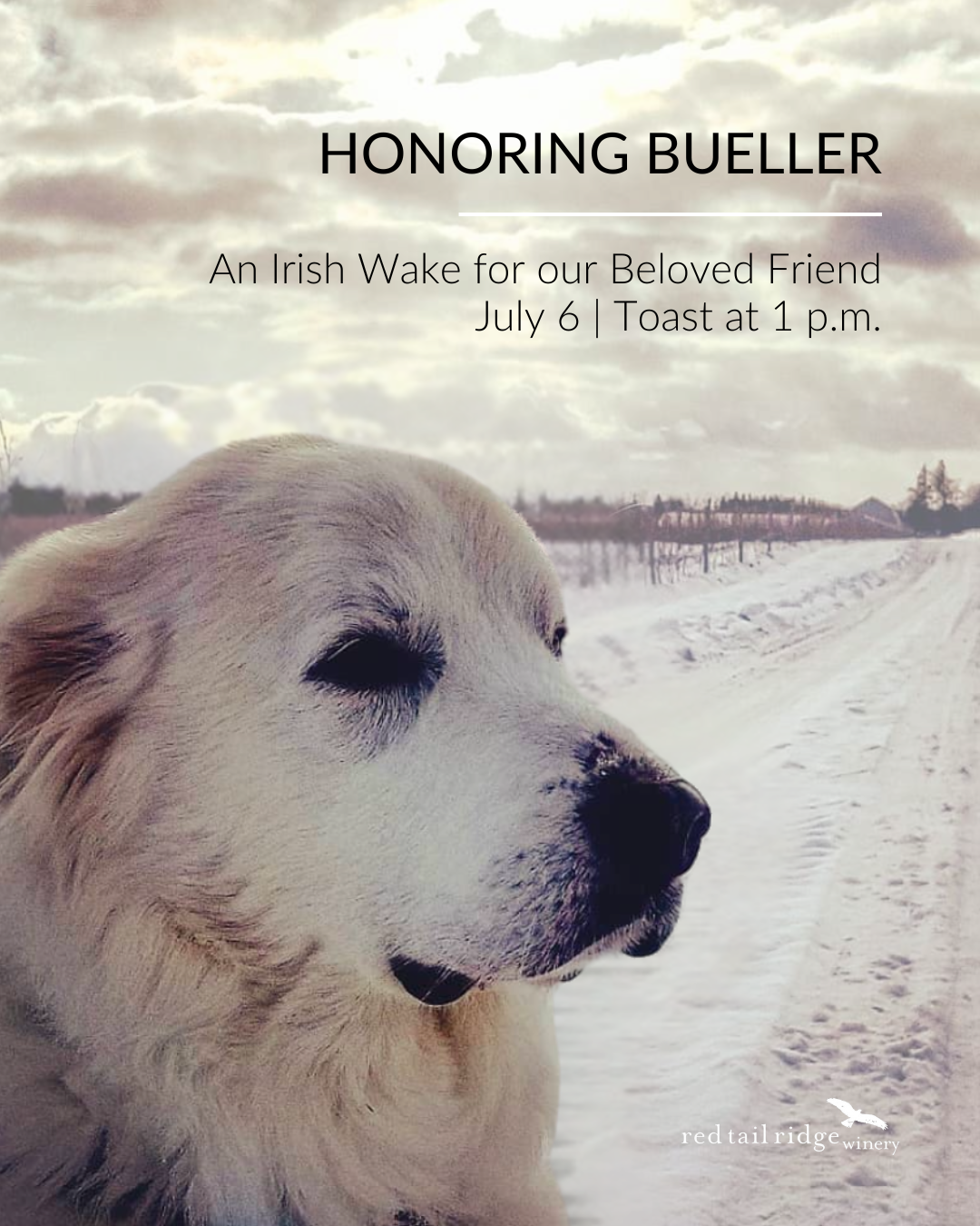 A Memorial for Bueller: The Greatest of Great Pyrenees ~ July 6, 2025